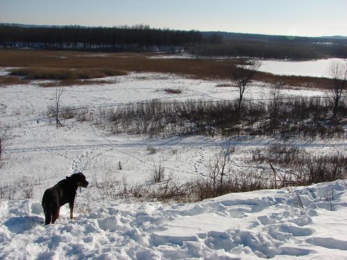 Cleo beholds the frozen Louisville Swamp / Minnesota River Valley 