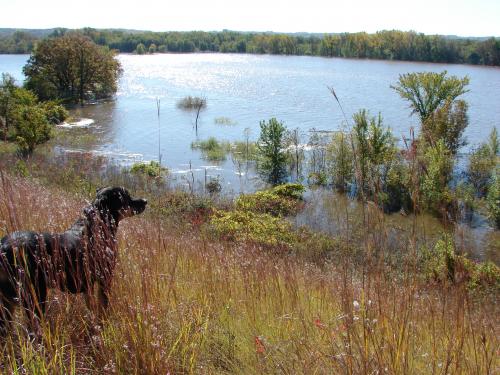 Cleo beholds the flooded Louisville Swamp / Minnesota River Valley