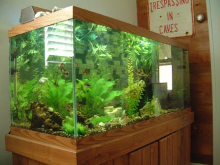 fish tank in 2004